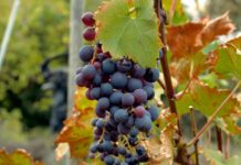 Sanzione per lavoro irregolare, si applica la sospensione feriale Sanzione per lavoro irregolare, si applica la sospensione feriale