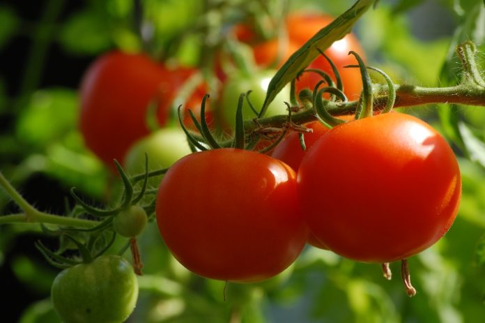 Contributi obbligatori 2021 per coltivatori diretti, coloni, imprenditori agricoli Contributi obbligatori 2021 per coltivatori diretti, coloni, imprenditori agricoli