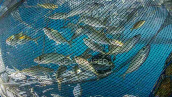 Blue Economy diritto-lavoro.it 20240827 Blue Economy in Italia vale 70 miliardi