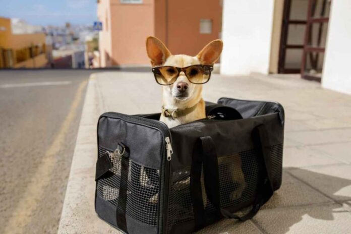 Regole viaggio animali