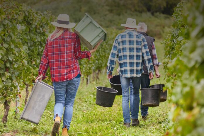 Decreto flussi 2025 e lavoro stagionale: cosa cambia per aziende e lavoratori