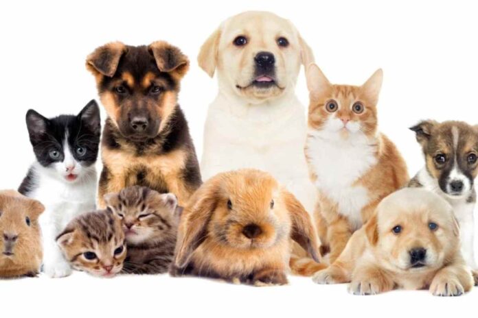 Animali domestici, condominio