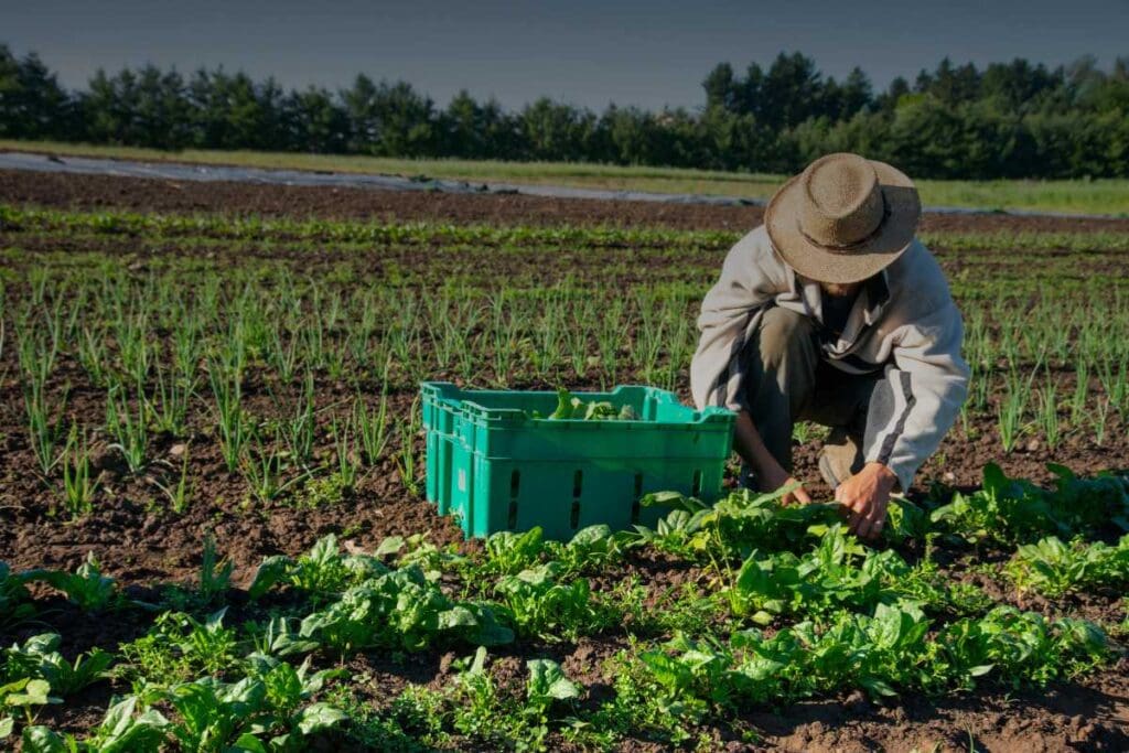 Agricoltura bio e sicurezza dei lavoratori: rischi, prevenzione e diritti