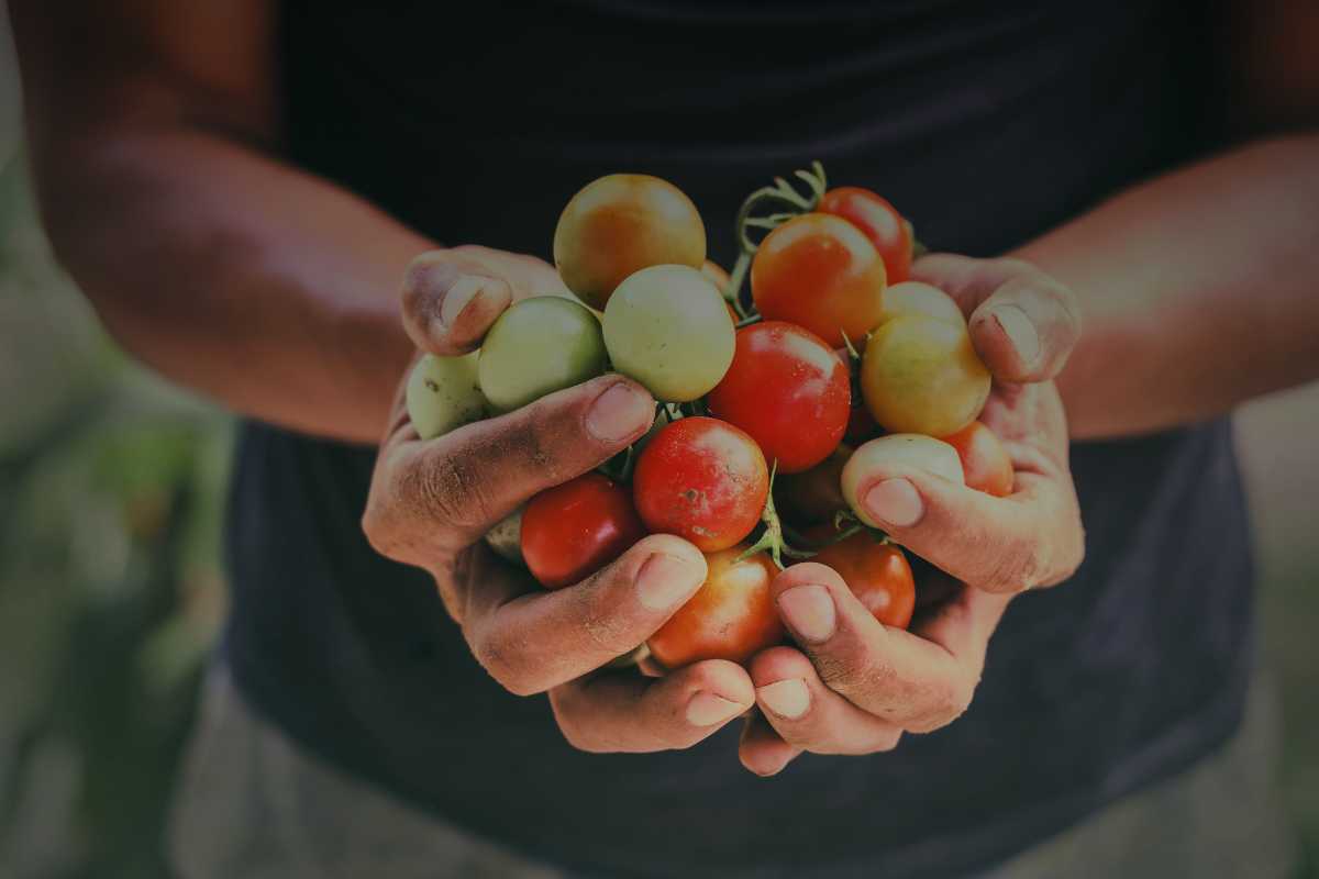 stagionali ONG e lavoratori stagionali: come garantiscono diritti e protezione nei settori più vulnerabili