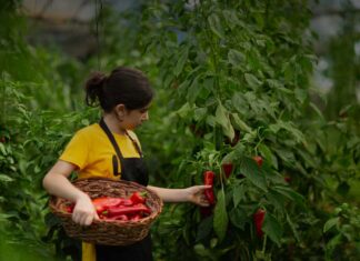 Le sfide del lavoro stagionale ieri e oggi: continuità, cambiamenti e nuove criticità