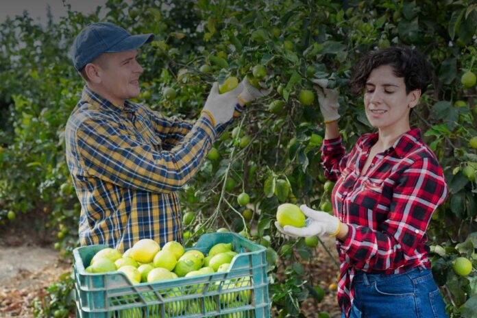 Contratti stagionali in agricoltura: le regole da conoscere prima di iniziare