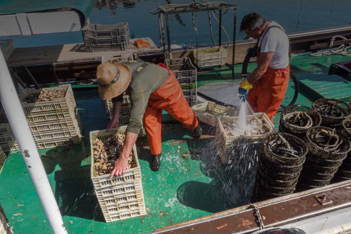 settore pesca Il ruolo dei sindacati nella tutela dei pescatori: diritti, riforme e prospettive