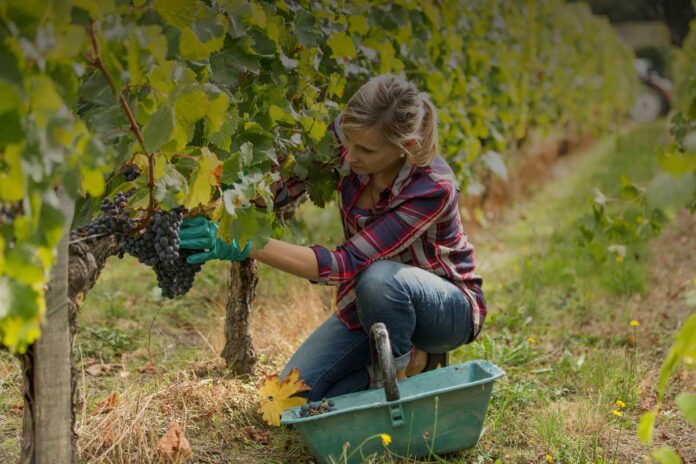 Innovazioni nei contratti di lavoro in agricoltura: nuove regole e opportunità