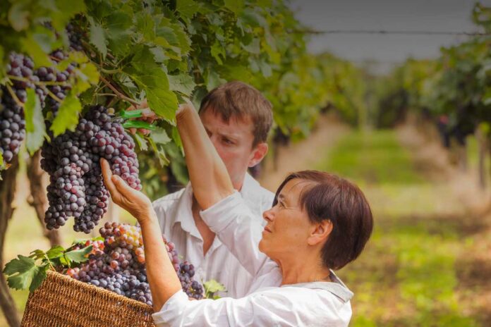Tra grappoli e contratti a tempo: le vere sfide del lavoro stagionale nel settore vinicolo