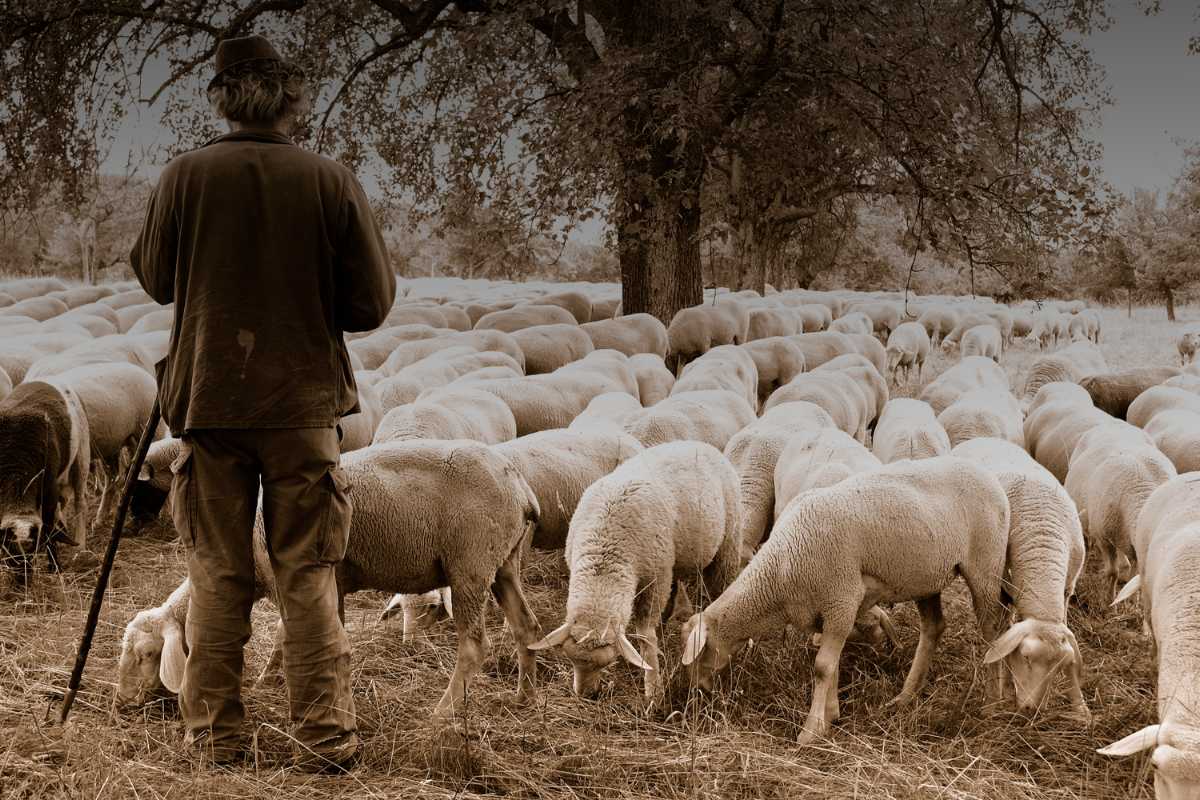 Pastori e pecorai Il ruolo economico dei pecorai: passato, presente e valori rurali