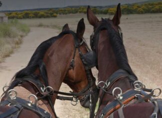 Le sfide geografiche del servizio postale nell'antichità