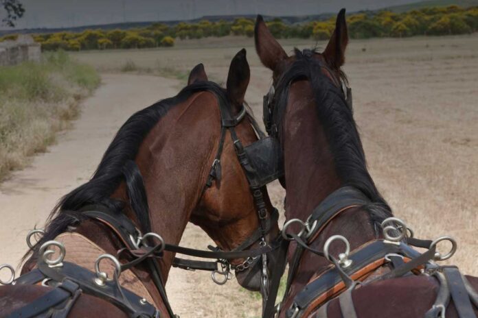 Le sfide geografiche del servizio postale nell'antichità