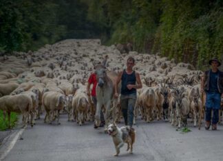 Sfide del nomadismo: vita da pastori transumanti Sfide del nomadismo: vita da pastori transumanti