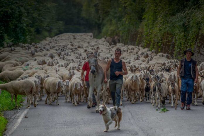 Sfide del nomadismo: vita da pastori transumanti