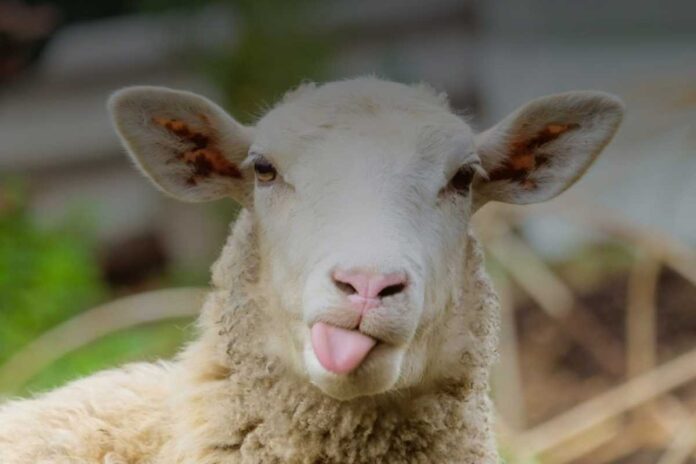 Tecnologie e innovazioni nel pascolo: come cambia la pastorizia moderna