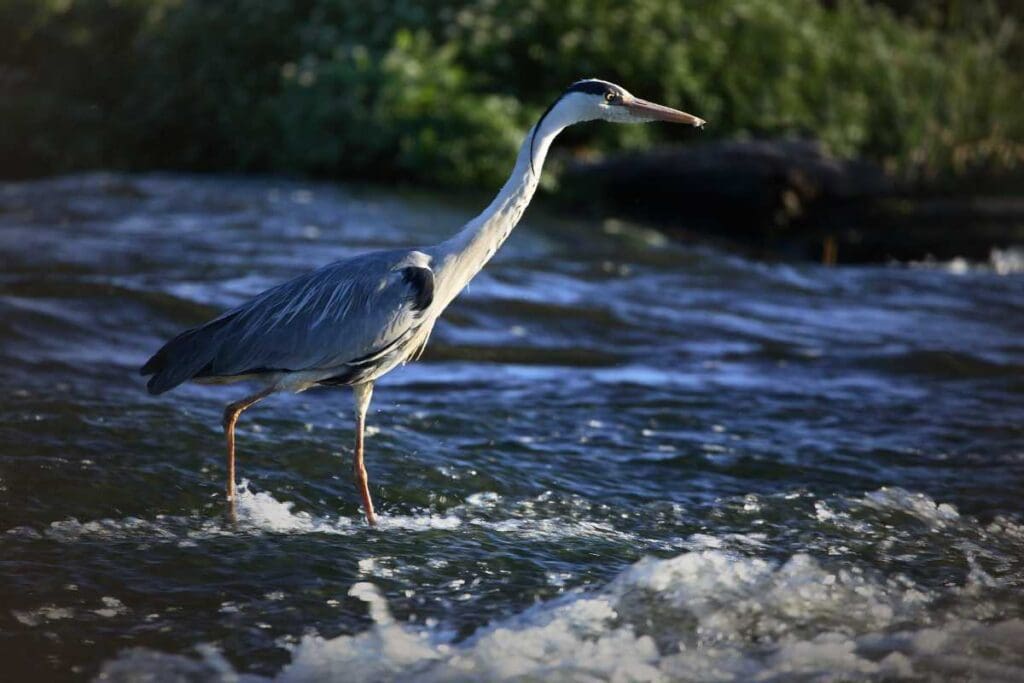 Ecosistemi unici lungo i percorsi fluviali