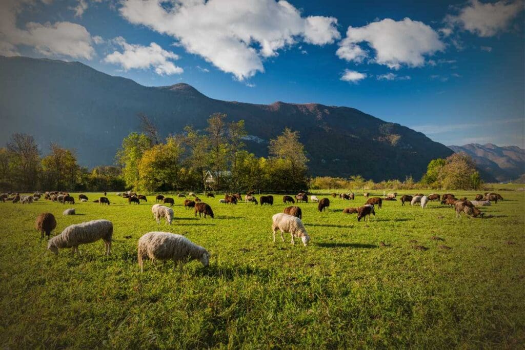 Gli alpeggi: economia e cultura in trasformazione
