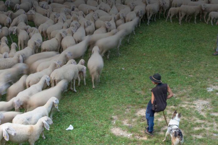 Il lavoro dei pecorai e dei pastori transumanti: diritti e vita nomade