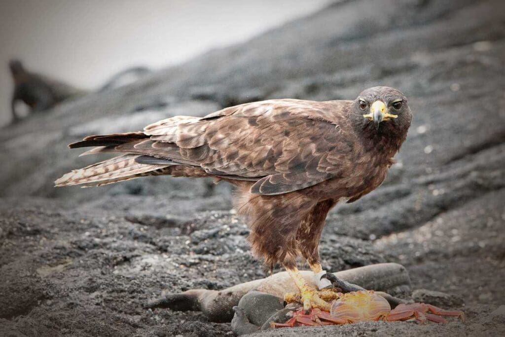 Il ruolo della falconeria nelle riserve naturali