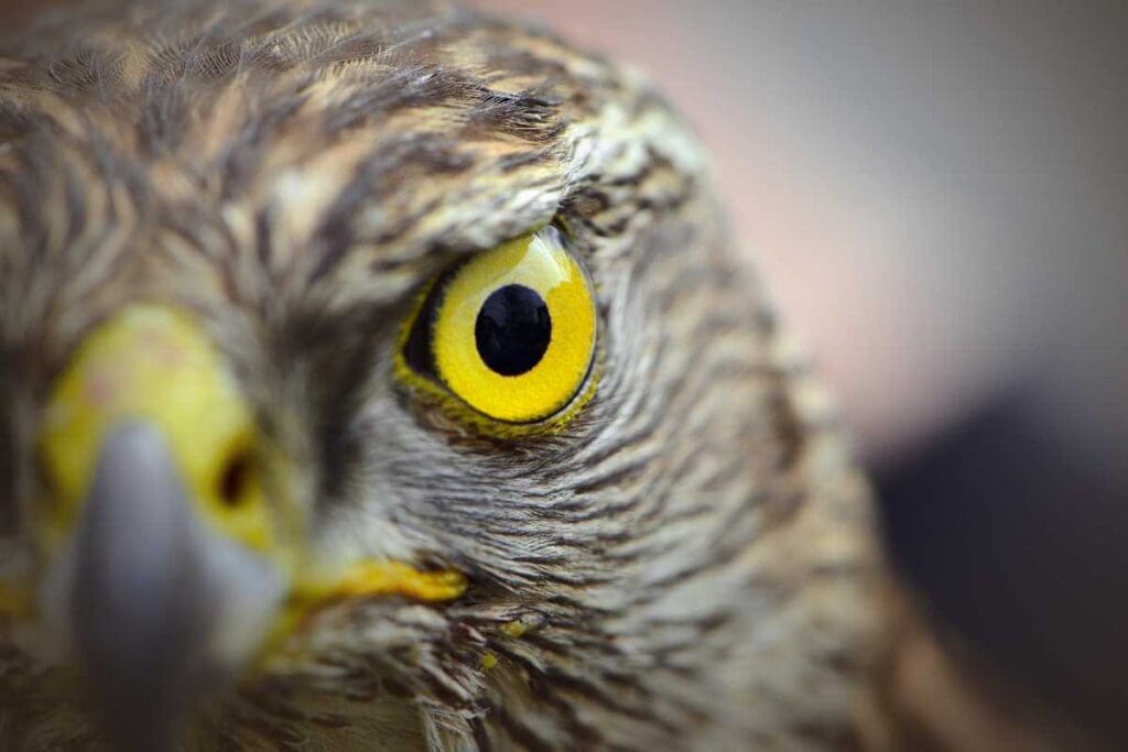 Impatto delle normative sulla conservazione dei rapaci