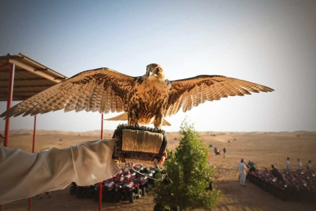 Innovazioni recenti nell'addestramento dei falchi