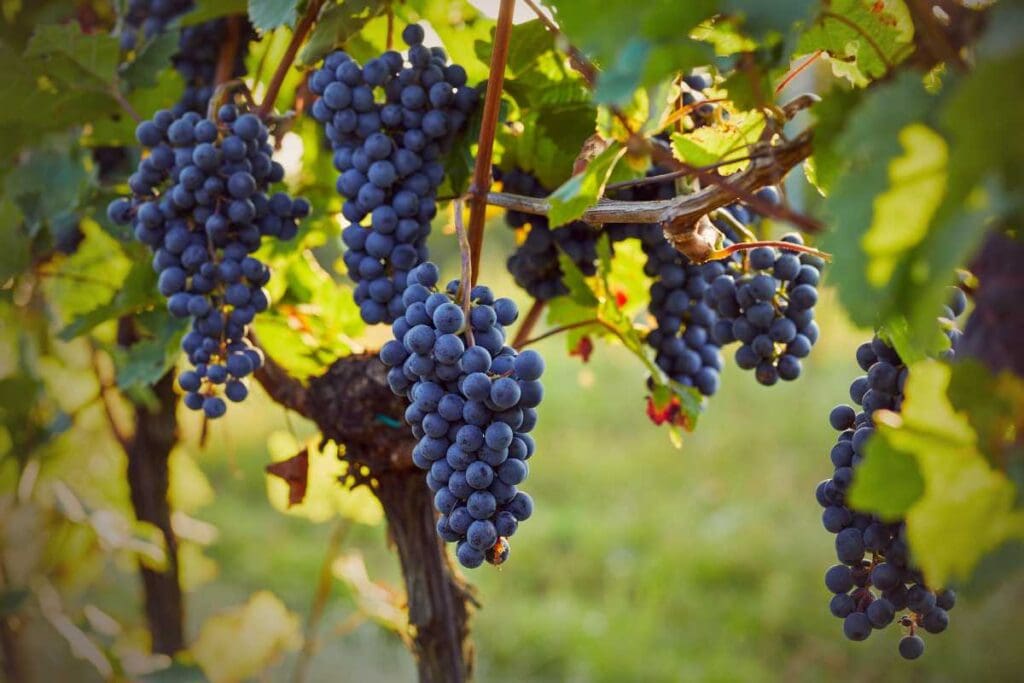 Innovazioni tecnologiche nella viticoltura