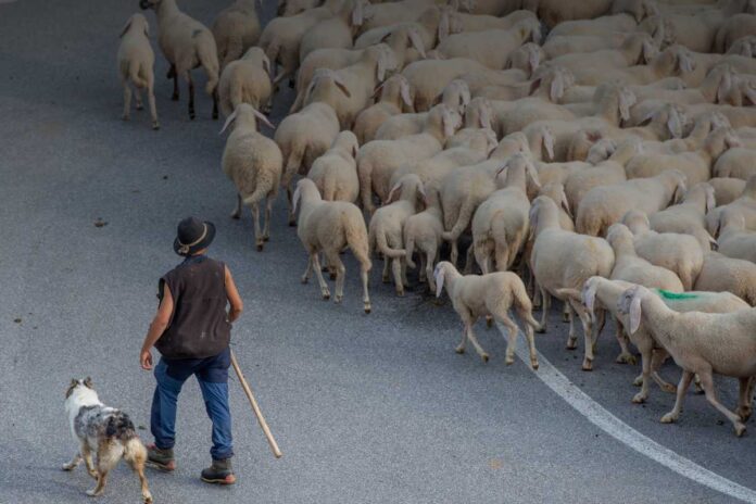 La Storia millenaria della transumanza