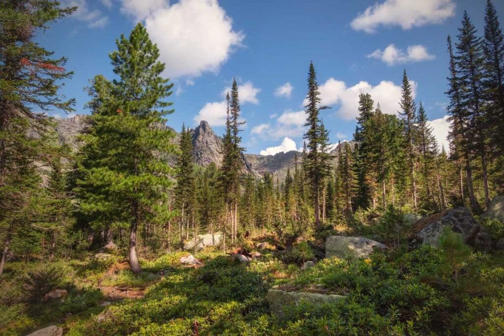 La silvicoltura: tradizioni e innovazioni nei boschi alpini