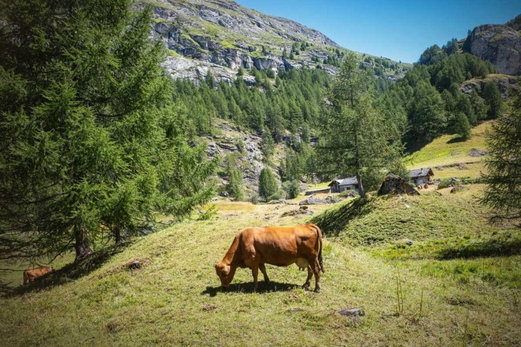 L'importanza storica delle malghe alpine