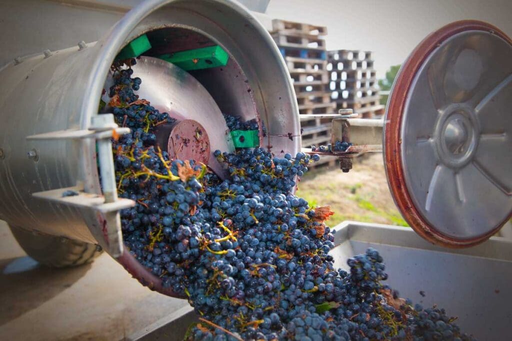 Origini storiche del pigiatore nel mondo vinicolo