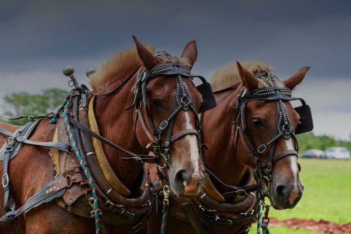 Pericoli e avventure dei corrieri postali