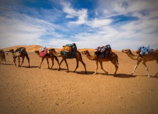 Storia e evoluzione delle carovane commerciali Storia e evoluzione delle carovane commerciali