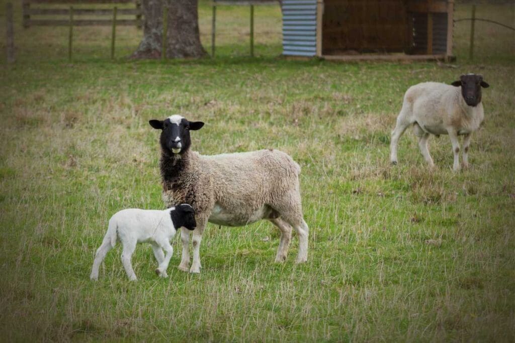 Strumenti e tecniche tradizionali della pastorizia