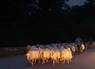 Transumanza e sostenibilità ambientale: un modello antico per il futuro