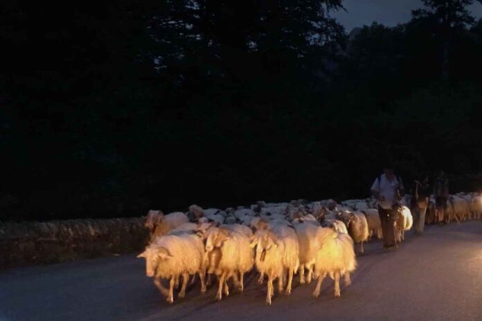 Transumanza e sostenibilità ambientale: un modello antico per il futuro