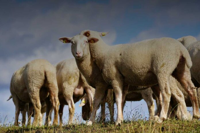 Tutela legale e diritti dei pecorai transumanti