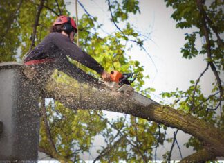 Manutenzione verde: gestione di parchi e giardini urbani