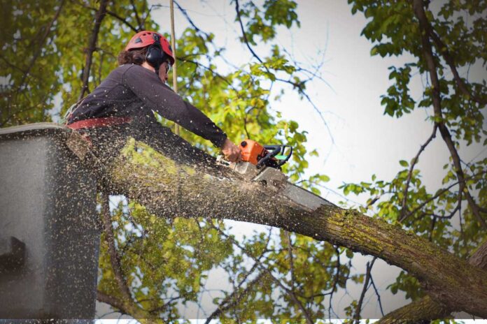 Manutenzione verde: gestione di parchi e giardini urbani